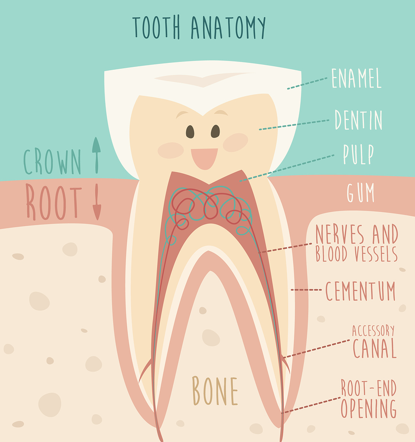 A Tooth Anatomy
