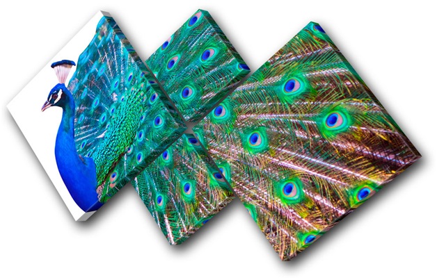 Peacock Canvases