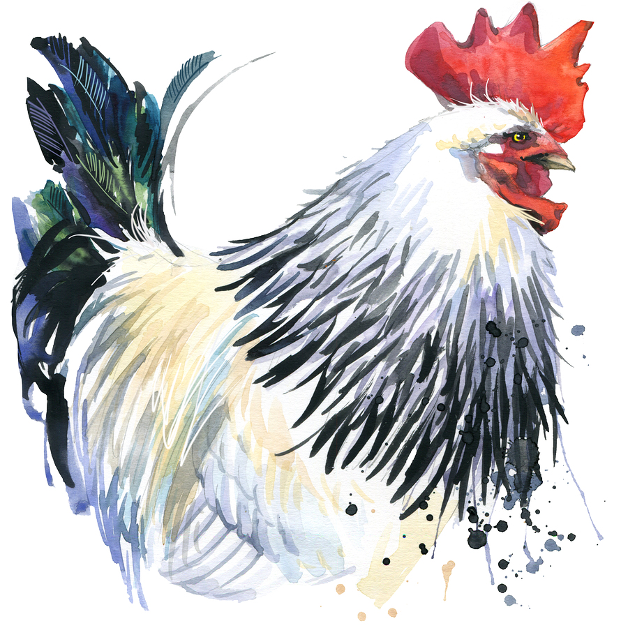 A Rooster Watercolor Poster