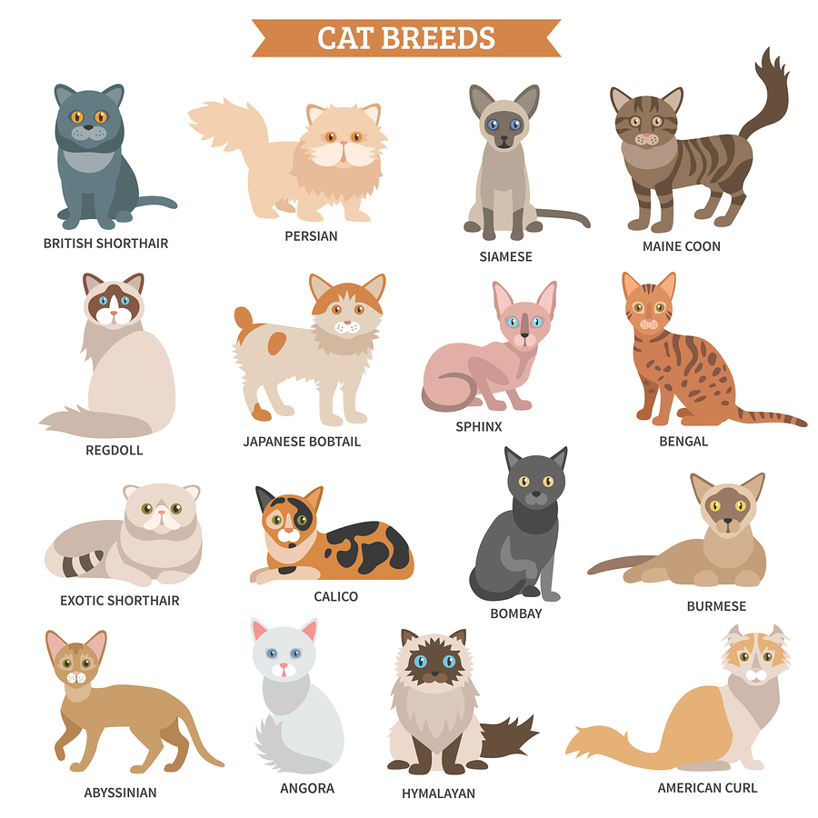 A Cat Breeds Poster