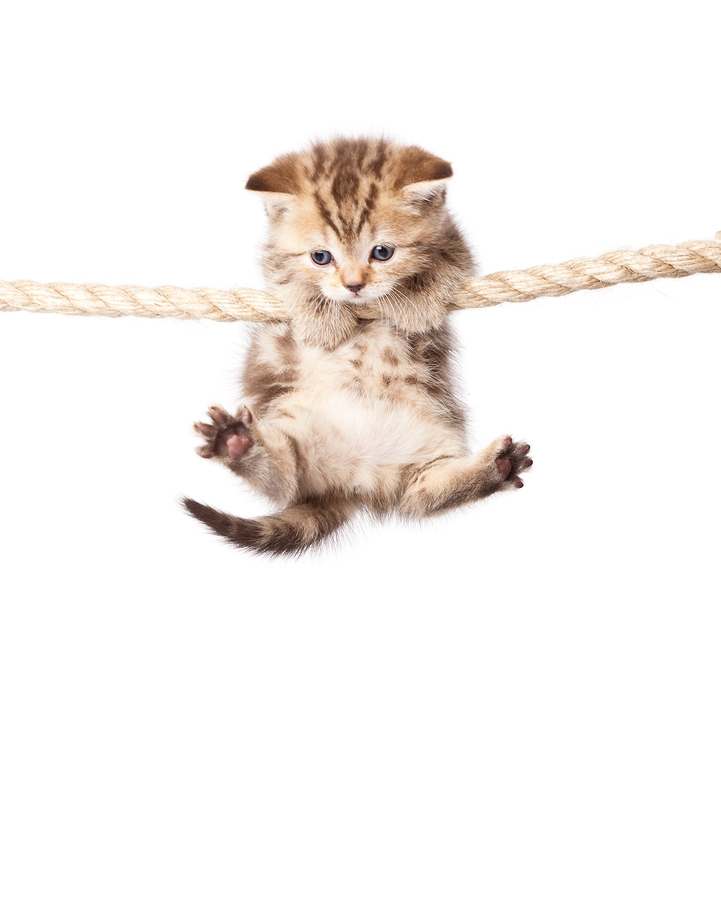 A Hang In There Kitten Poster