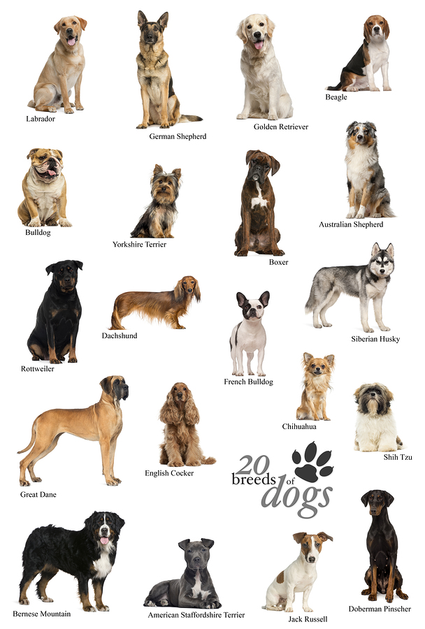 A Dog Breed Poster