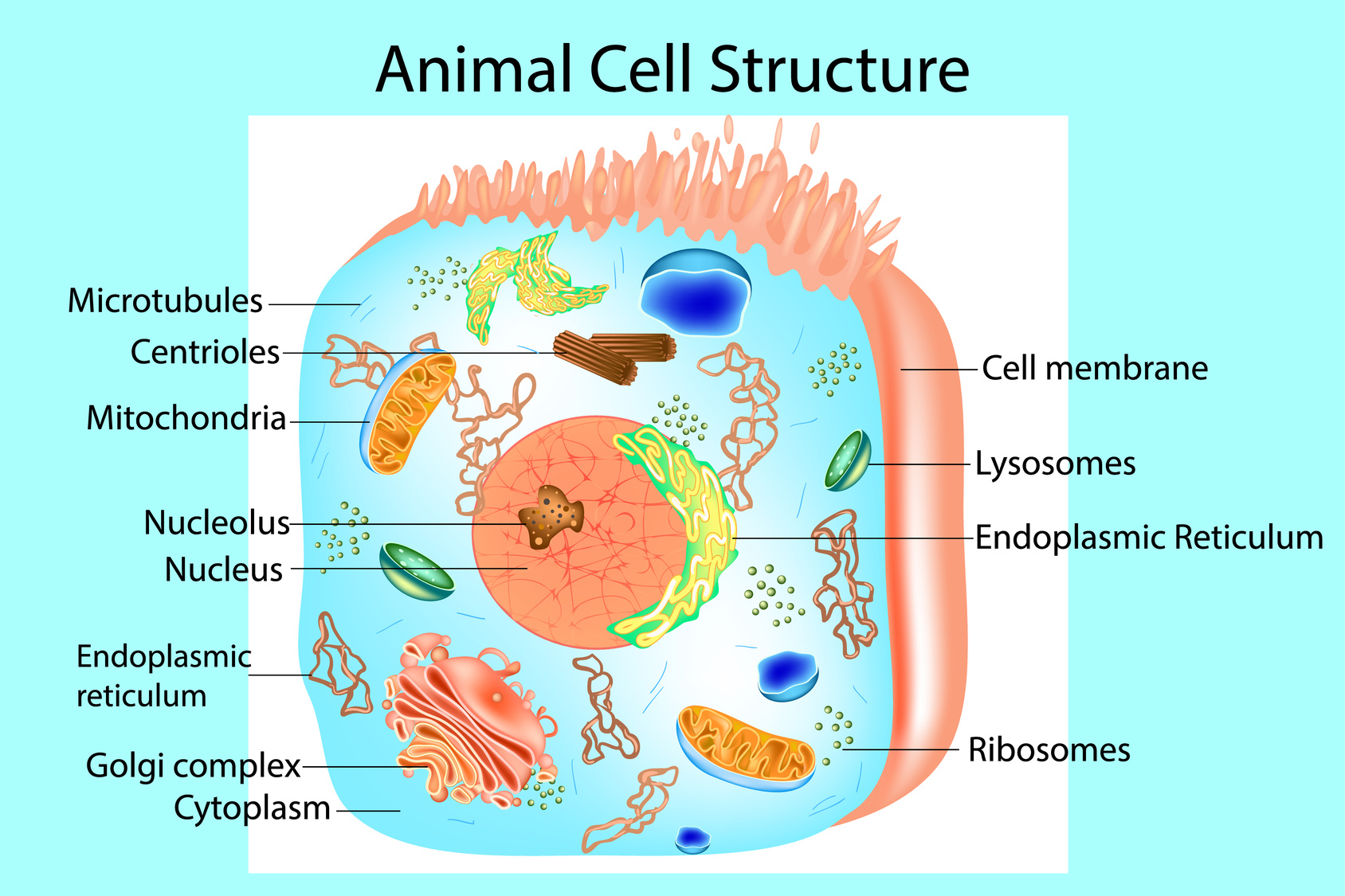 A Biology Classroom Poster
