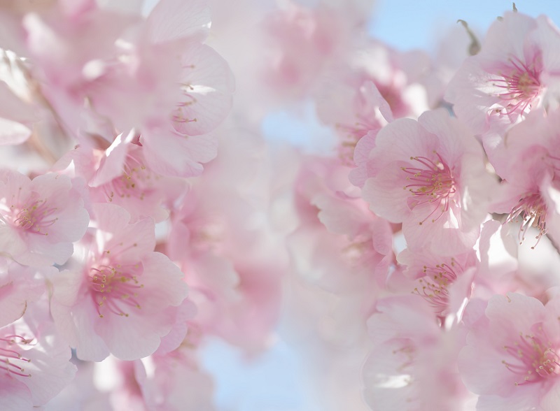 A Cherry Blossom Poster