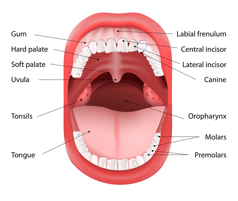 A Human Mouth Anatomy Poster