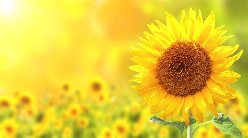 A Sunflower Poster