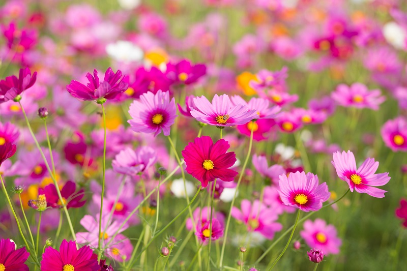A Flower Field Poster