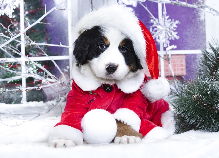 A Dog Christmas Poster