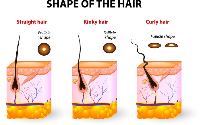 A Hair Informational Poster