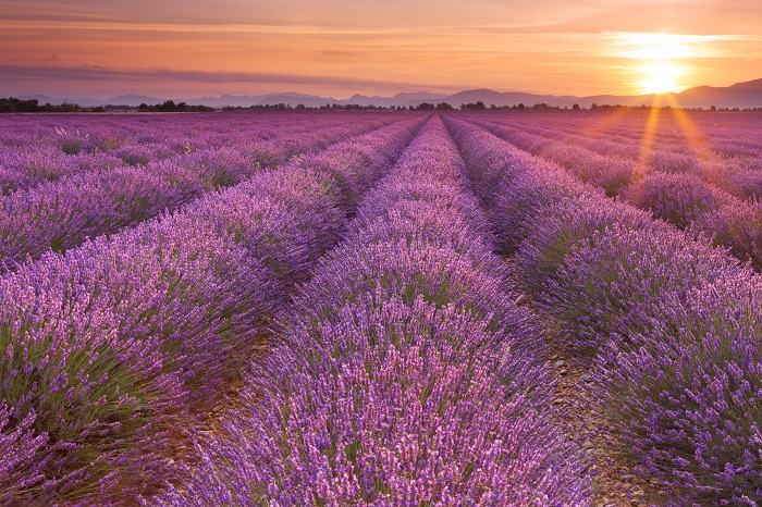 A Lavender Field Poster