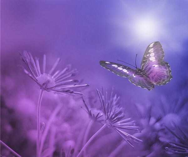 A Violet Butterfly Poster