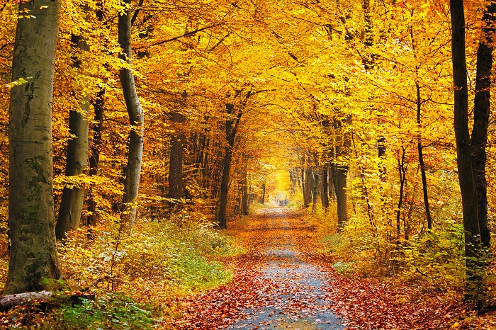 An Autumn Forest Poster