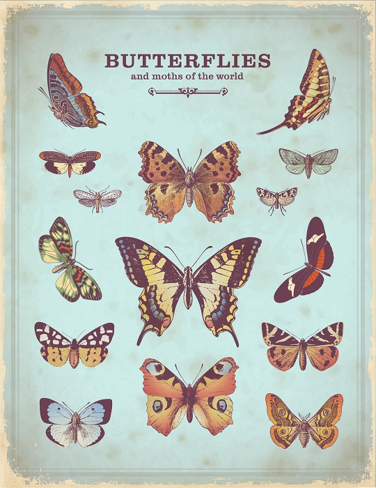 A Vintage Science Poster of Butterflies Species