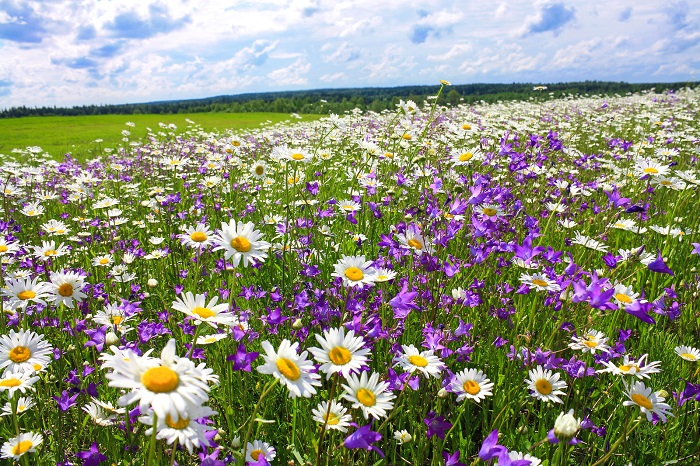 A meadow poster