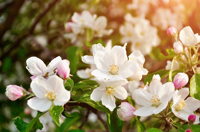 Apple Flowers Poster