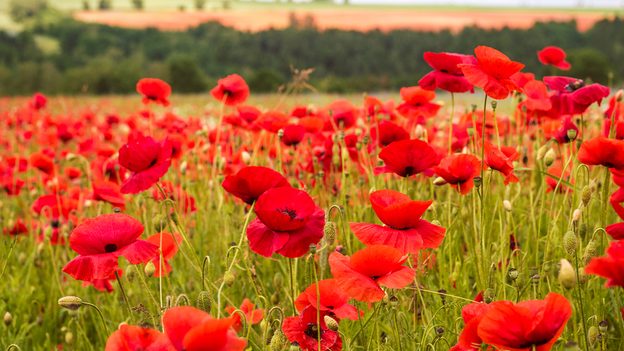 Poppies Poster